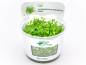 Preview: Kleinblättriger Wassernabel - Hydrocotyle tripartita ´Mini´ in vitro